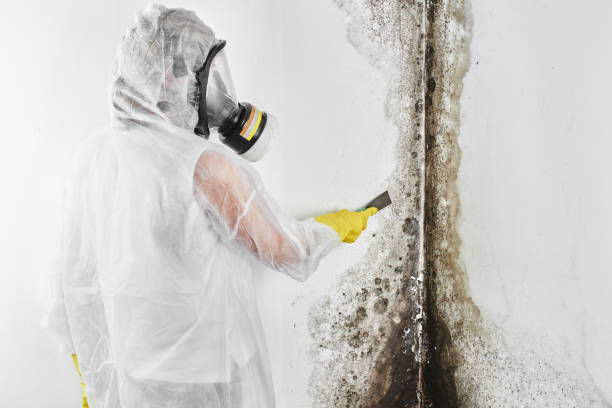 Best Commercial Mold Removal  in Newton, NC
